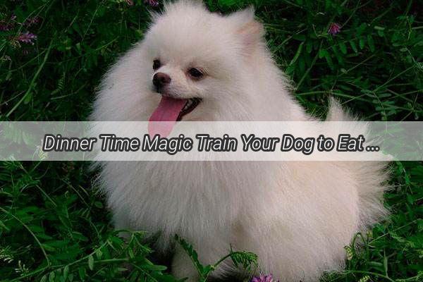 Dinner Time Magic Train Your Dog to Eat by Sound  A StepbyStep Guide